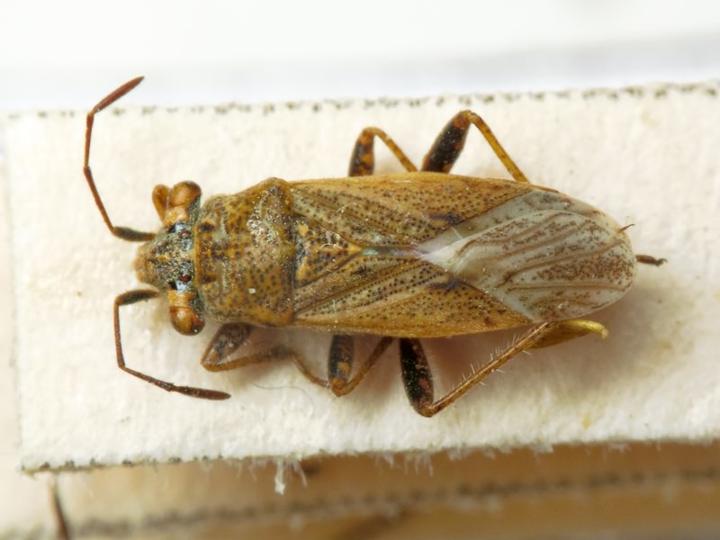 Henestaris halophilus (Burmeister, 1835)